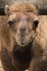 chameau 1