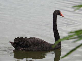 black swan cisne negro cygnus atratus