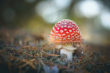 Beautiful small fly agaric. Poisonous fungus, inedible and very dangerous