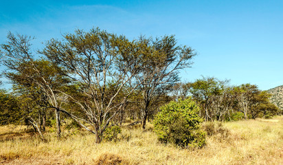 Acacias in Tanzania on a sunny day