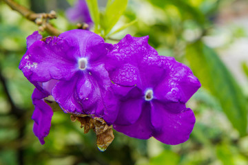 Brunfelsia pauciflora (yesterday-today-and-tomorrow)