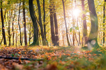 Vivid autumn nature with bright sunrays. Sunlight in colorful autumn morning. Yellow trees on october meadow on sunny clear morning. Fall. Nature in sunrise. Sunshine through trees