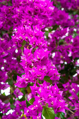 Bougainvillea plant blooming