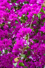 Fototapeta na wymiar Bougainvillea plant blooming