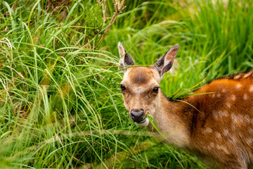 Deer Posing for the Camera