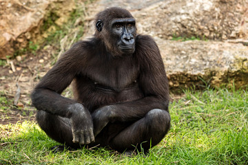 Big Gorilla sits on the grass