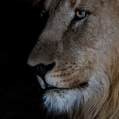 Male Lion Profile...