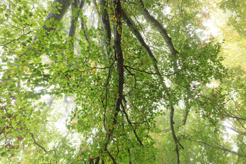 Arbre tortueux - Auvergne - France