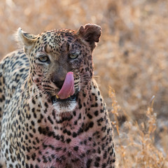 'Torchwood' Male Leopard Shortly After Warthog Kill