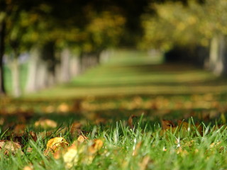 autumn leaves on sunny green grass relax