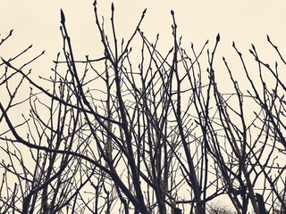 Winter tree branches in cloudy sky