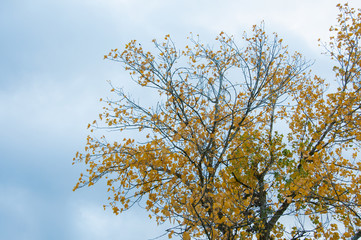 Autumn palette color from yellow to red