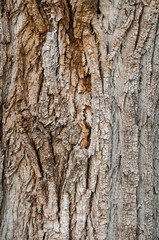 Tree bark, detail of texture