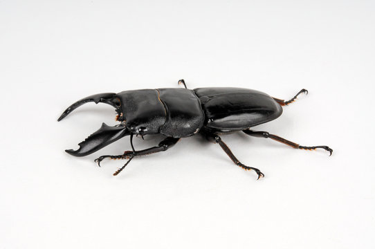 Panzerkopfk&auml;fer (Dorcus titanus) giant stag beetle