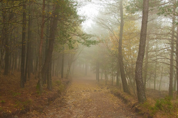 Obraz premium Autumn palette color from yellow to red