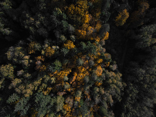 Aerial view looking down at the dense forest of the Pacific Northwest in Washington State USA