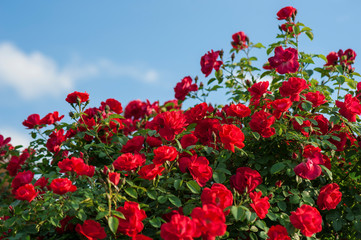 Red roses with buds on a background of a green bush. Bush of red roses is blooming in the background of a blue sky with clouds.