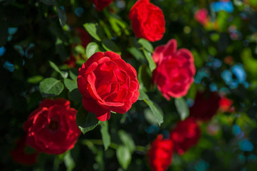 Close up red roses with buds on a background of a green bush. Bush of red roses is blooming in the garden.