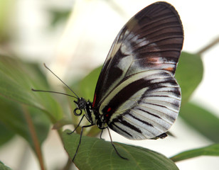 Butterfly on a leaf.