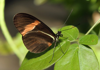 Butterfly on leaf.