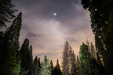 Fototapeta na wymiar Night Sky in the Sierra Nevada Forests of California