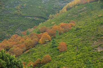 Autumn palette color from yellow to red