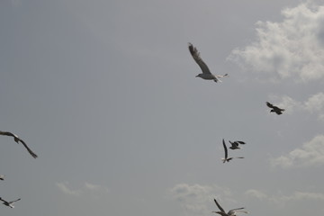 Bird
