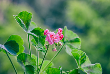 Pelargonium flowers closeup. Horseshue pelargonium or Pelargonium zonale.