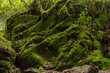 Trees covered with green moss