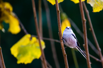 Schwanzmeise / Aegithalos caudatus