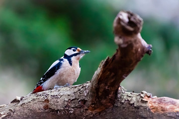 Buntspecht / Dendrocopos major