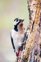 Buntspecht / Dendrocopos major