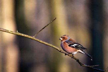 Buchfink, common chaffinch, Fringilla coelebs