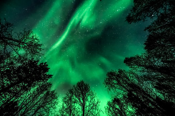 Unbelievable, in natural colors Aurora Borealis - The northern lights above forest ( tree line )