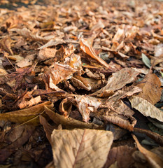 Autumn Leaves