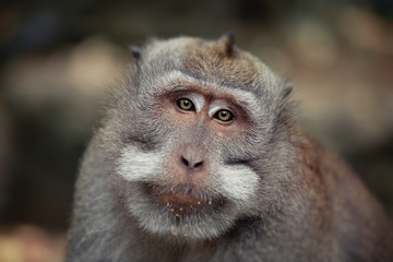 Portrait of monkey, Ubud, Bali (Indonesia)