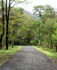 road in a tree forest