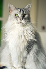 Obraz premium Beautiful maine coon cat. Large breed cat