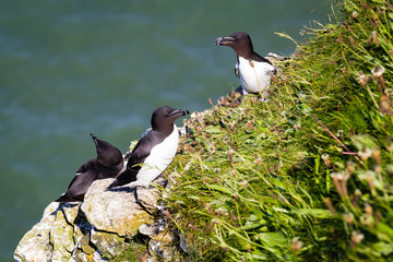Vereinigtes Königreich, England, Yorkshire, Bempton Cliffs, Tordalk / Razorbill / Alca torda