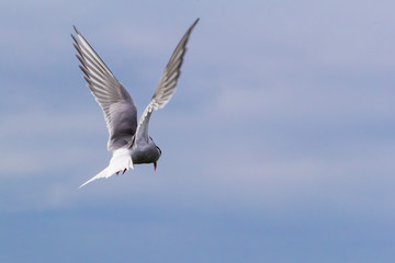 Küstenseeschwalbe / Arctic tern / Sterna paradisaea