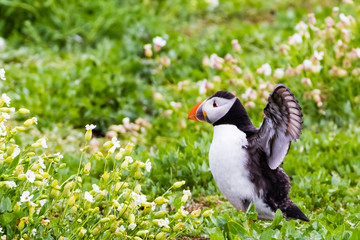 Papageientaucher / Puffin / Fratercula arctica
