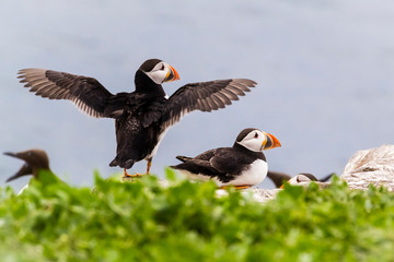 Papageientaucher / Puffin / Fratercula arctica