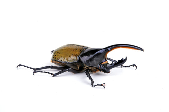 Herkulesk&auml;fer (Dynastes hercules) - Hercules beetle
