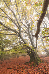 Fototapeta premium Arbre tortueux - Auvergne - France