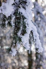  trees under the snow
