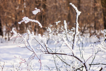  trees under the snow