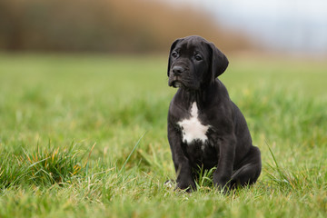 Deutsche Dogge Welpe