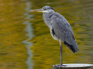 The gray heron (Ardea cinerea) or airón is a species of bird pelecaniforme of the Ardeidae family of Eurasia and Africa