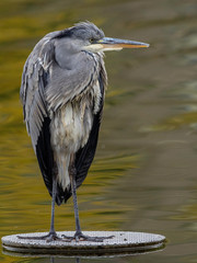 The gray heron (Ardea cinerea) or airón is a species of bird pelecaniforme of the Ardeidae family of Eurasia and Africa