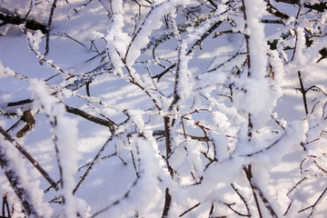  trees under the snow